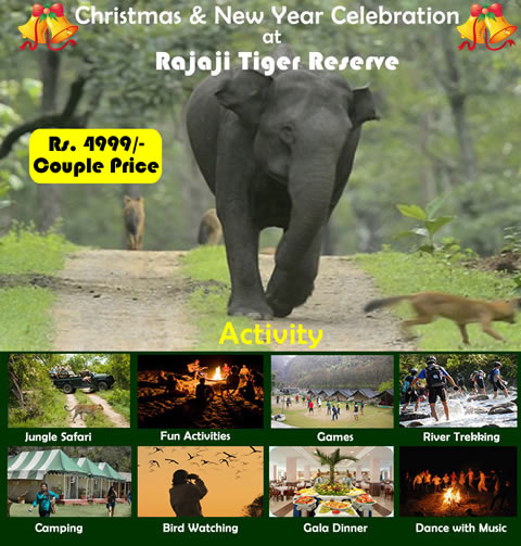 Christmast, New Year Celebration Rajaji Tiger Reserve