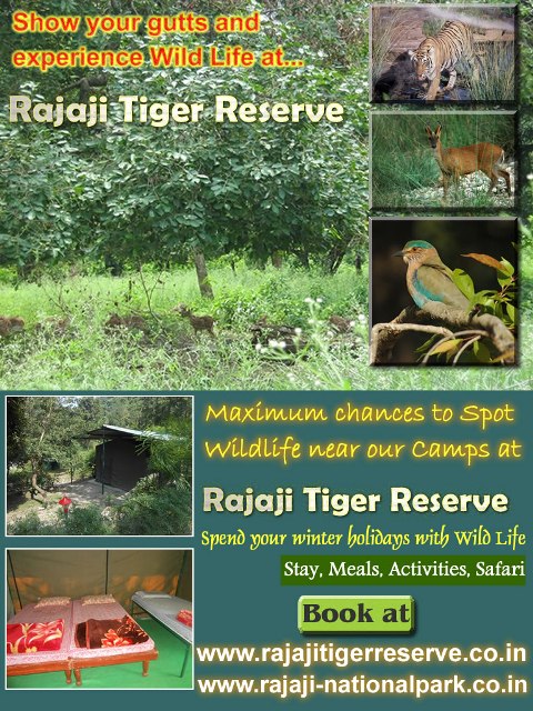 Camping at Rajaji Tiger Reserve