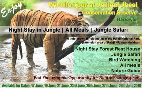 Wildlife tour at Rajaji Tiger Reserve