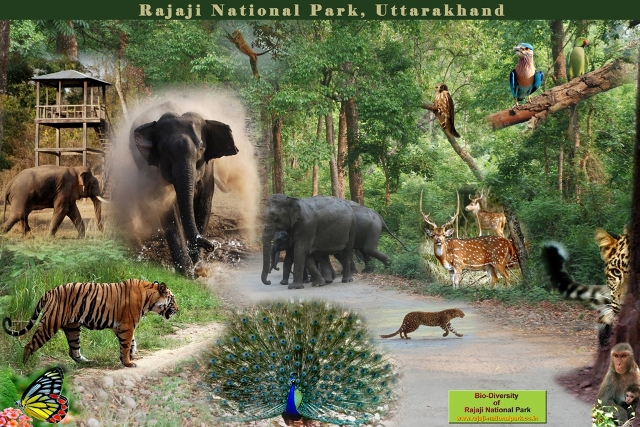 Bio-diversity of Rajaji Tiger Reserve