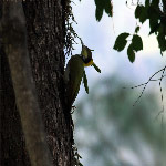 Picus flavinucha (Greater Yellownape Woodpecker)