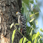 Dendrocopus mahrattensis (Yellow-crowned woodpecker)