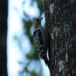 Dendrocopos mahrattensis (Yellow-crowned Woodpecker (Female))