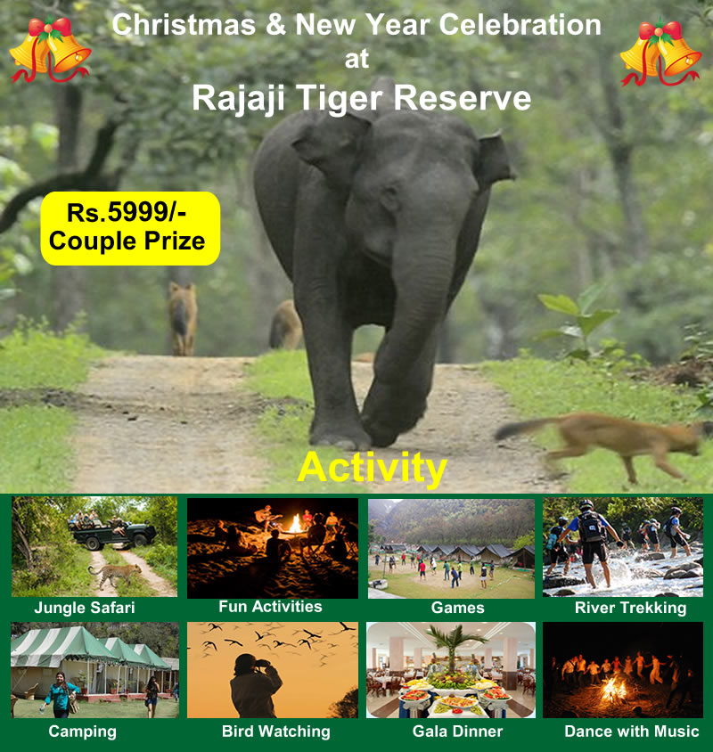 Wildlife tour at Rajaji Tiger Reserve On Christmas and New Year
