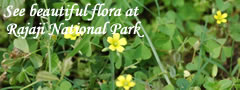 Visit Flora of rajaji