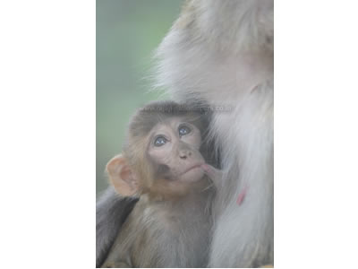 Monkey mother-child