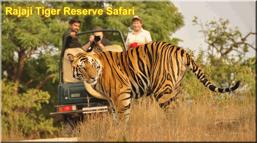 Uttarakhand National Parks "Wildlife safari in Rajaji, a major Uttarakhand National Park at the foothills of the Shivaliks"