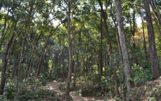 sal forest Rajaji Tiger Reserve