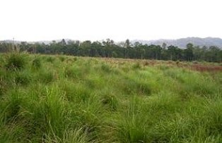 grassland savana forest Rajaji Tiger Reserve