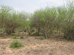 Scrubland Rajaji Tiger Reserve