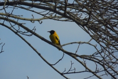 birding-rajaji7