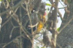 birds-in-rajaji1